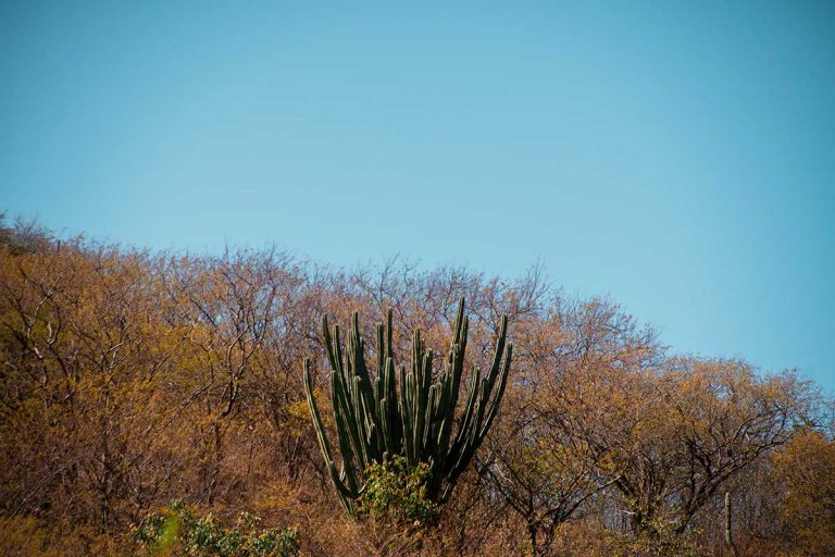 fotografia paisaje fauna y flora medellin (24)