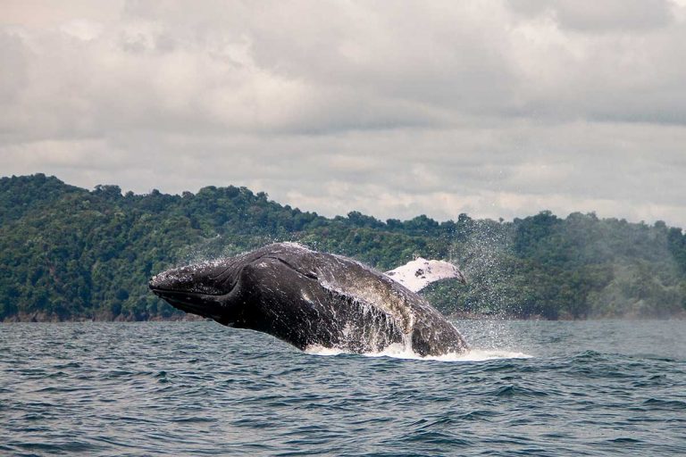 fotografia paisaje fauna y flora medellin (32)