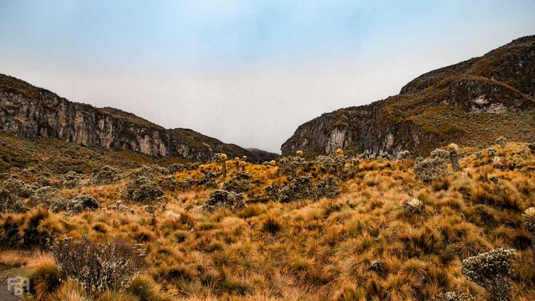 fotografia paisaje fauna y flora medellin (53)